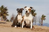 AMSTAFF  ADULT & PUPPIES 052